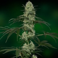 Auto Tangelo Rapido Feminised Silver