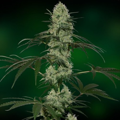 Auto Tangelo Rapido Feminised Silver