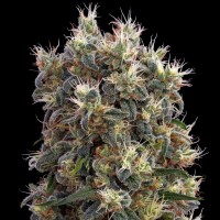 The Church Feminised Silver