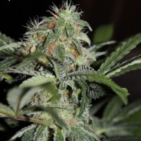 Thinker Feminised Silver