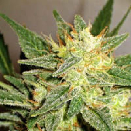 Top Skunk 44 x AK-47 Feminised Silver