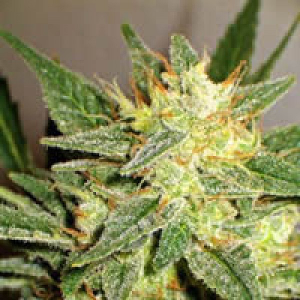 Top Skunk 44 x AK-47 Feminised Silver