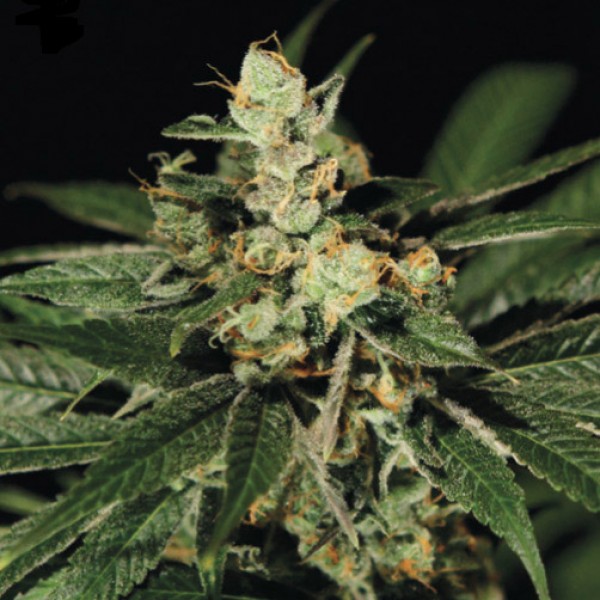 TrainWreck Feminised Silver