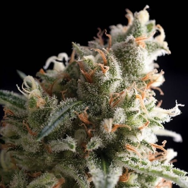 Violator Kush Feminised Silver