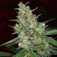 Violator Kush Silver