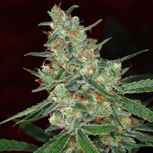 Violator Kush Silver