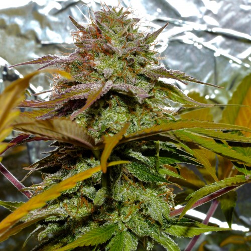 White Diesel Haze Feminised Silver