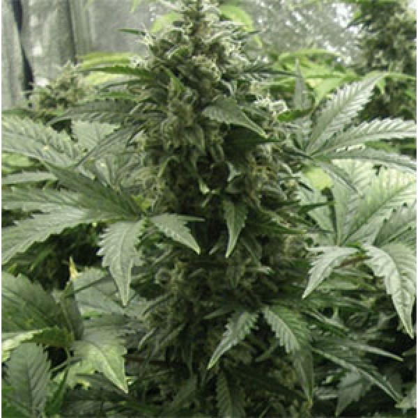 White Dwarf Feminised Silver