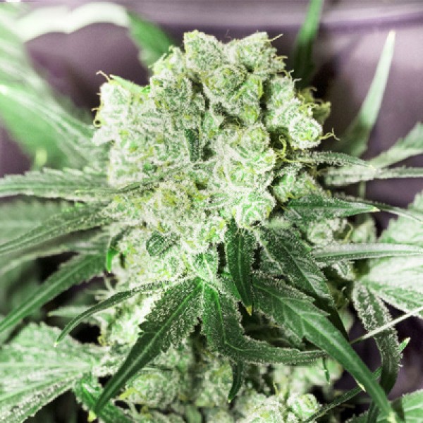 White Prussian Feminised Silver