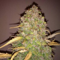 White Russian x White Widow Silver