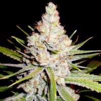 White Skunk Feminised Silver