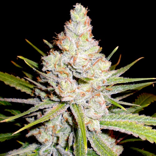 White Skunk Feminised Silver