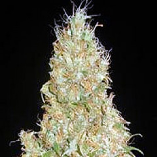 White Widow x Jack Herer Feminised Silver