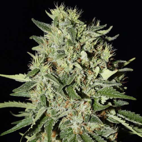 White Widow Silver