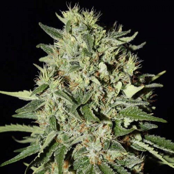 White Widow Silver