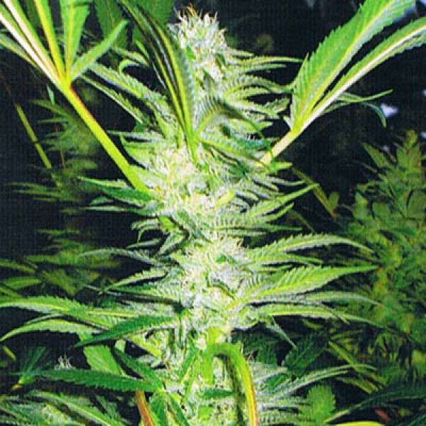 White Willow Silver regular