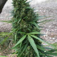 Nirvana Sky Auto Fem