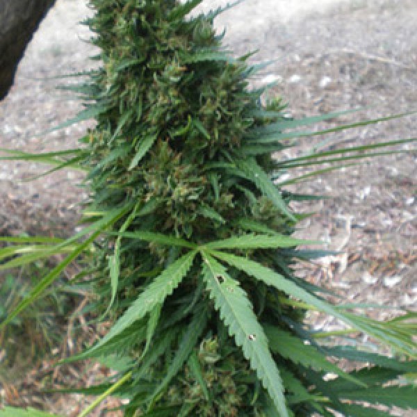 Nirvana Sky Auto Fem