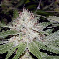 Auto Maxi GoM Feminised 