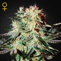 Arjan's Strawberry Haze Feminised