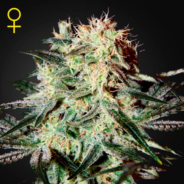 Arjan's Strawberry Haze Feminised