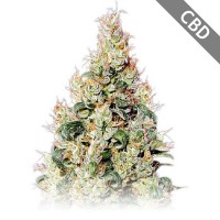 Auto CBD Exodus Cheese Feminised