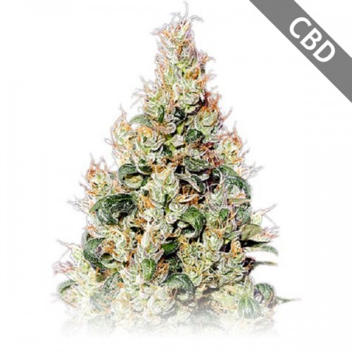 Auto CBD Exodus Cheese Feminised