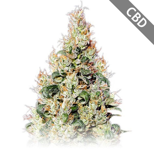 Насіння Auto CBD Exodus Cheese Feminised