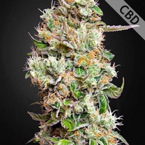 Auto CBD King’s Kush Feminised