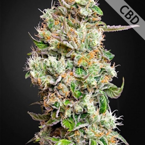 Auto CBD King’s Kush Feminised