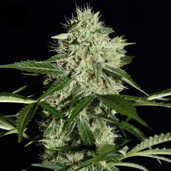 Auto Northern Lights Feminised by Green House Seeds