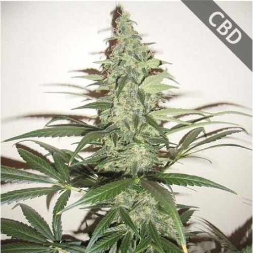 Auto CBD Super Lemon Haze Feminised