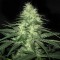 Auto White Widow Feminised by Green House Seeds