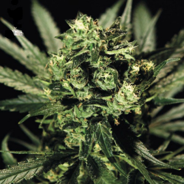 Cheese Feminised by Green House Seeds