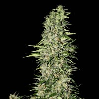 Diamond Girl Feminised