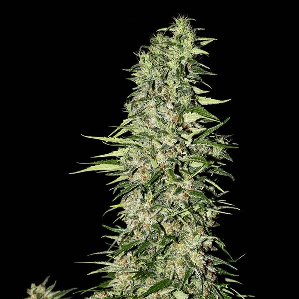 Diamond Girl Feminised