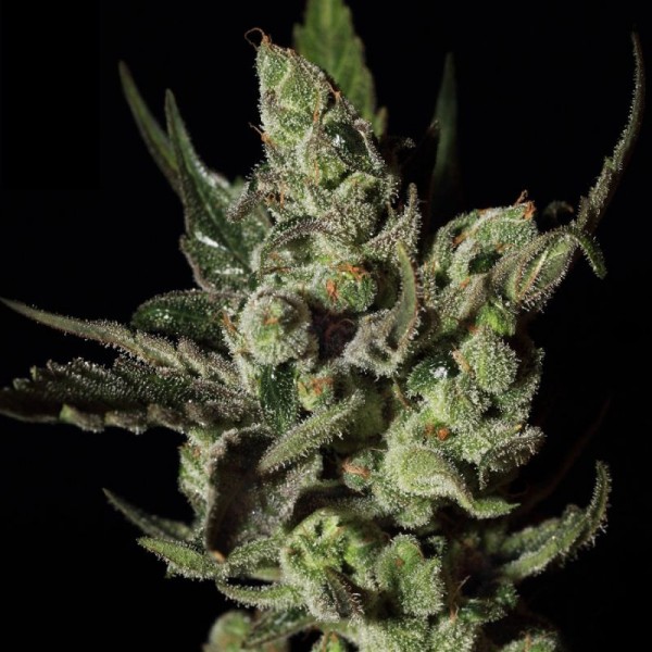 Exodus Cheese Feminised