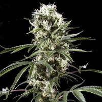 Насіння Auto Super Lemon Haze Feminised
