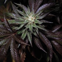 Насіння Auto King’s Kush Feminised