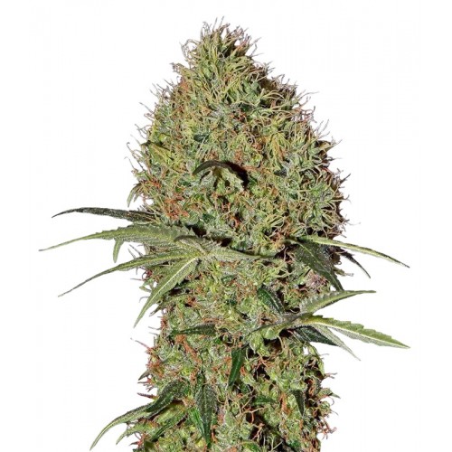 Auto Super Bud Feminised