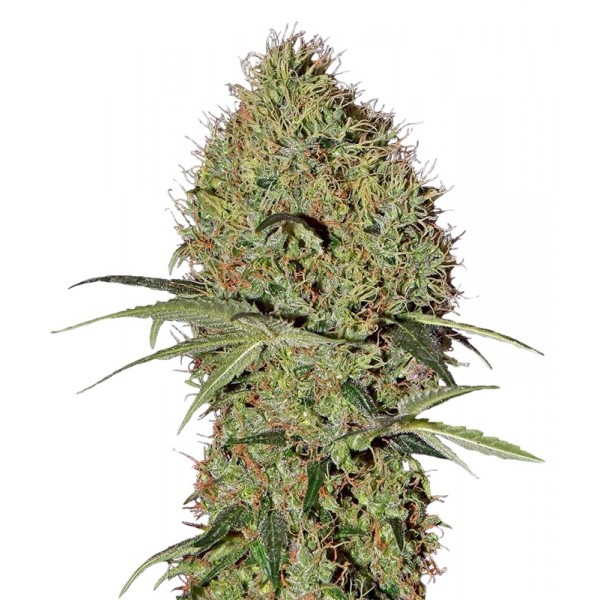 Auto Super Bud Feminised