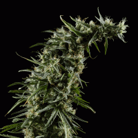 Насіння Green House Thai Feminised