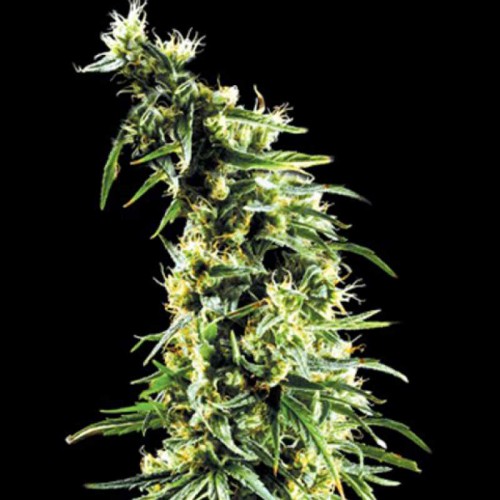 Hawaiian Snow Feminised