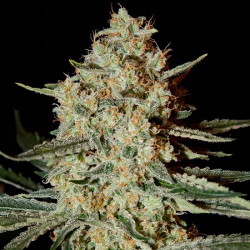 Himalaya Gold Feminised