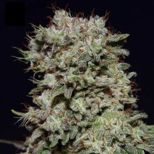 Kalashnikova Feminised