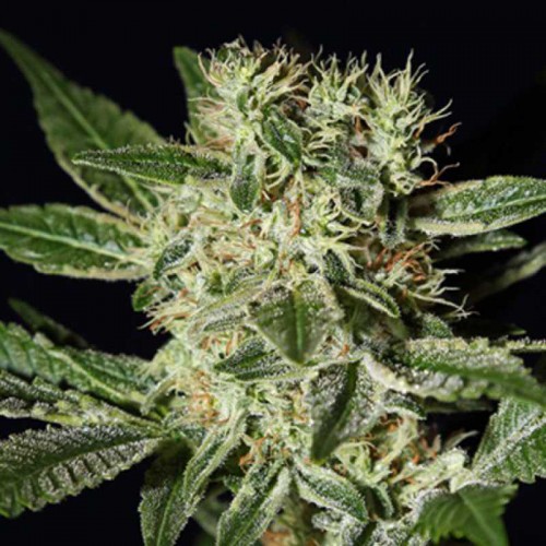 Ladyburn 1974 Feminised