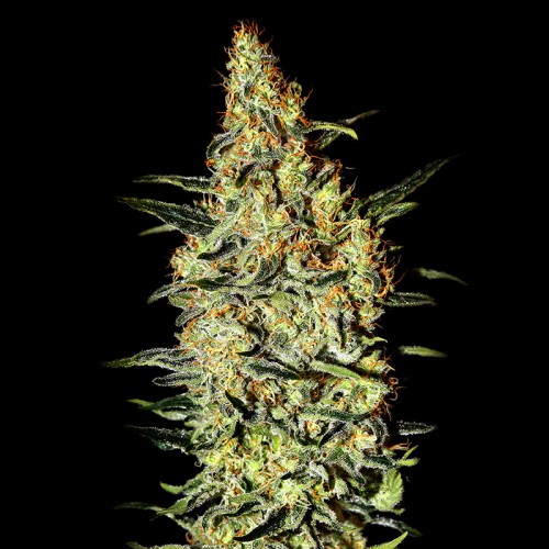 Neville’s Haze Feminised