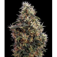 Auto Sweet Mango Feminised