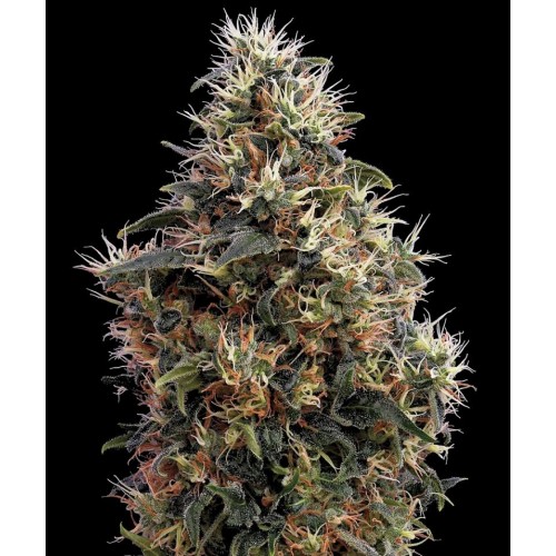 Auto Sweet Mango Feminised