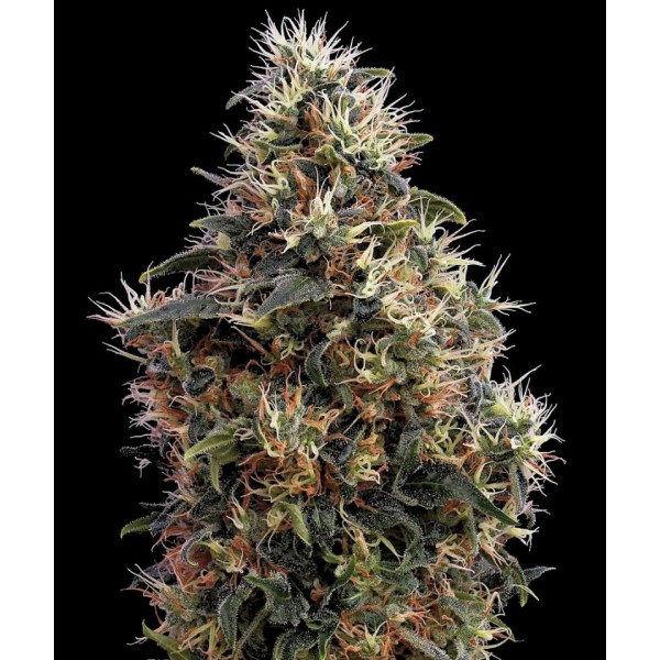 Auto Sweet Mango Feminised